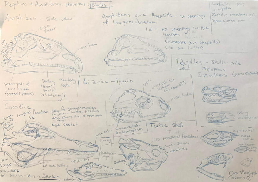 Skull Study: Amphibians and Reptiles