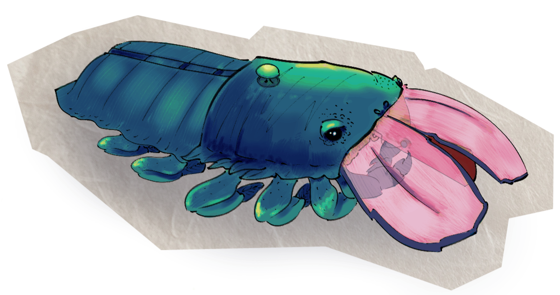 Cambaroides recussus: Chiming Crayfish